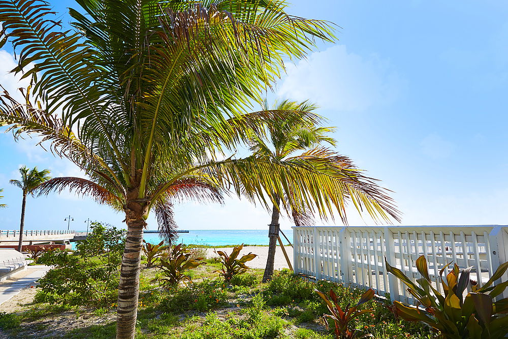 Similar – Image, Stock Photo Under palm trees 2