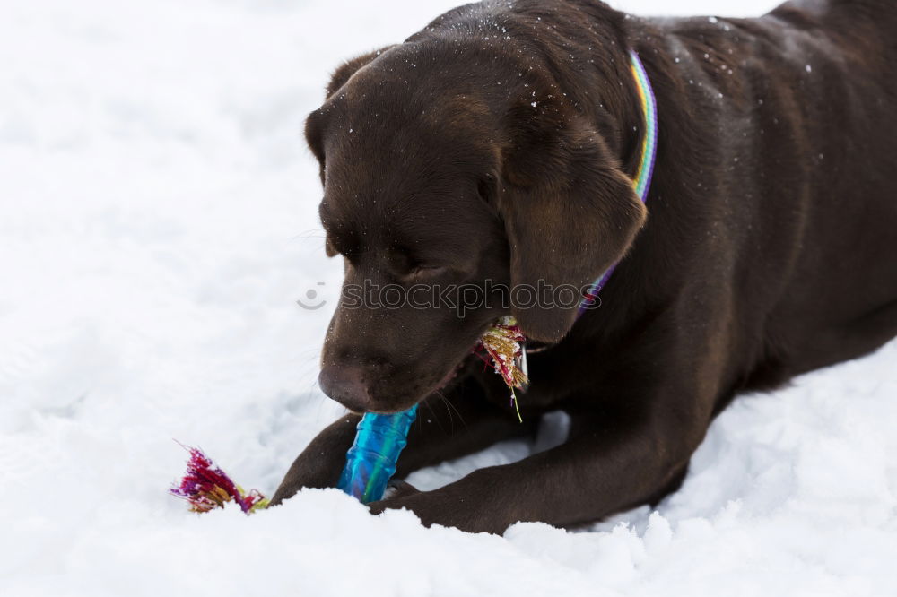 Similar – Image, Stock Photo trainee Winter Snow Animal