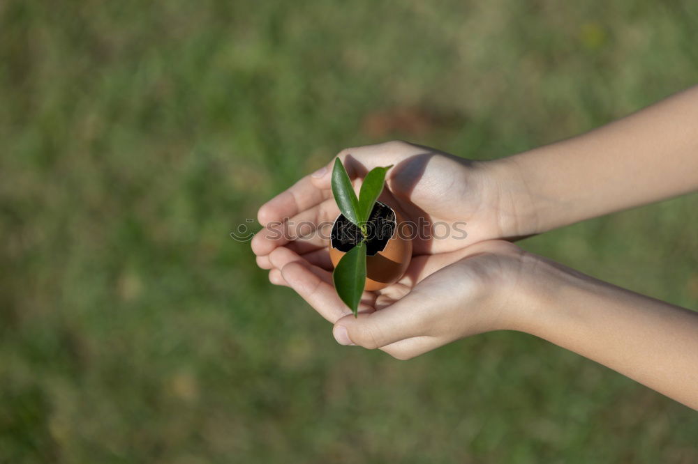 Similar – Image, Stock Photo Hazelnut II Life Parenting