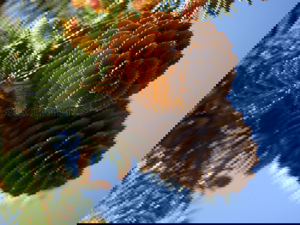 Similar – Foto Bild Zapfen grün Baum