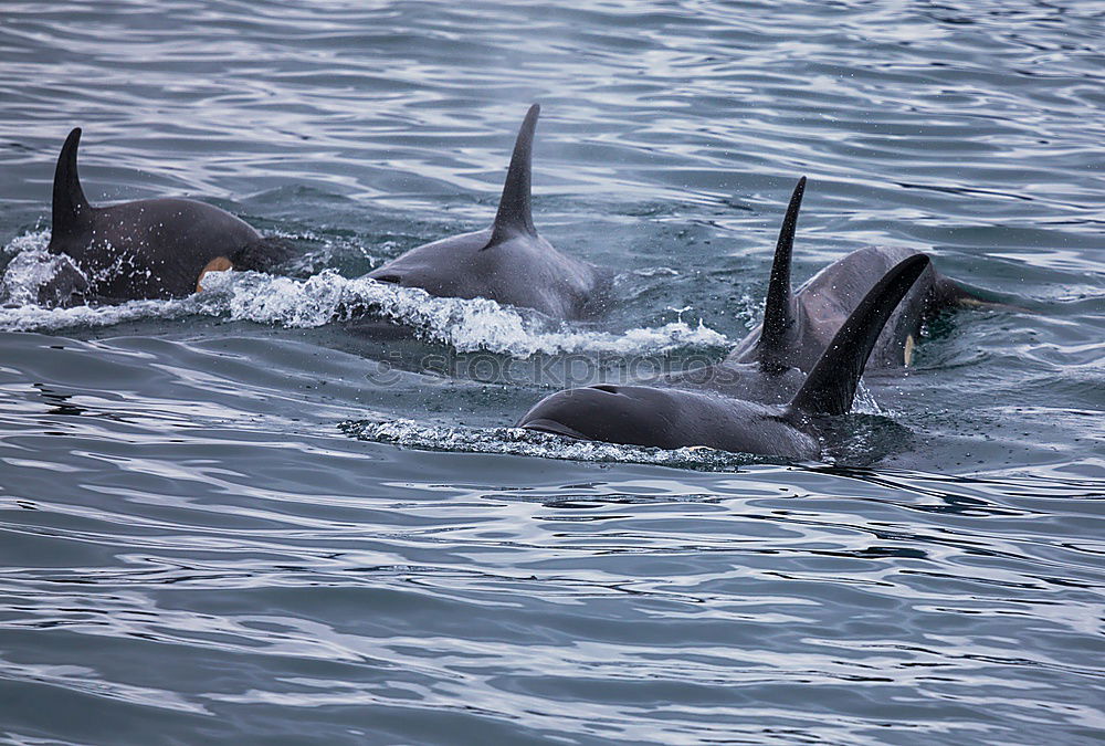 Similar – Dolphins in the Red Sea