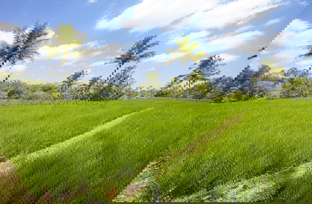 Similar – Image, Stock Photo Rice in Bali Ubud Asia
