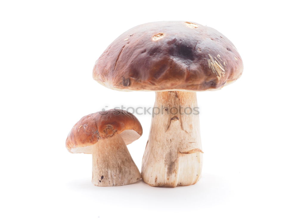 Similar – Fresh porcini mushrooms from the forest