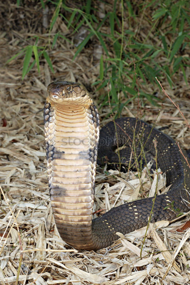 Similar – Image, Stock Photo female meadow viper in natural habitat