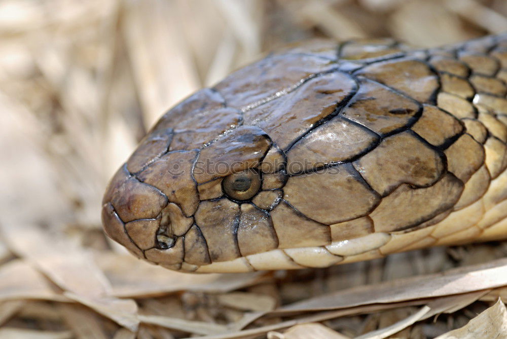 Similar – male meadow viper basking on ground