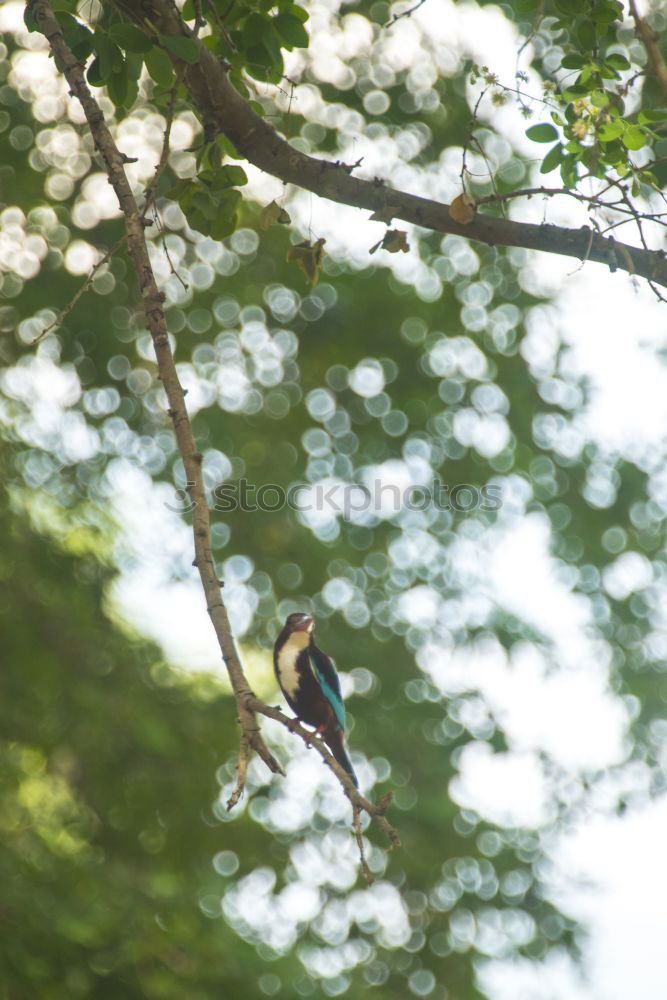 Similar – Curious squirrel in a tree