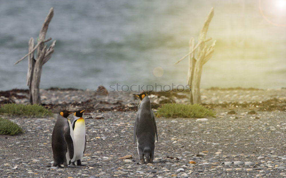 Similar – Penguin beach in South Africa (Simonstown)