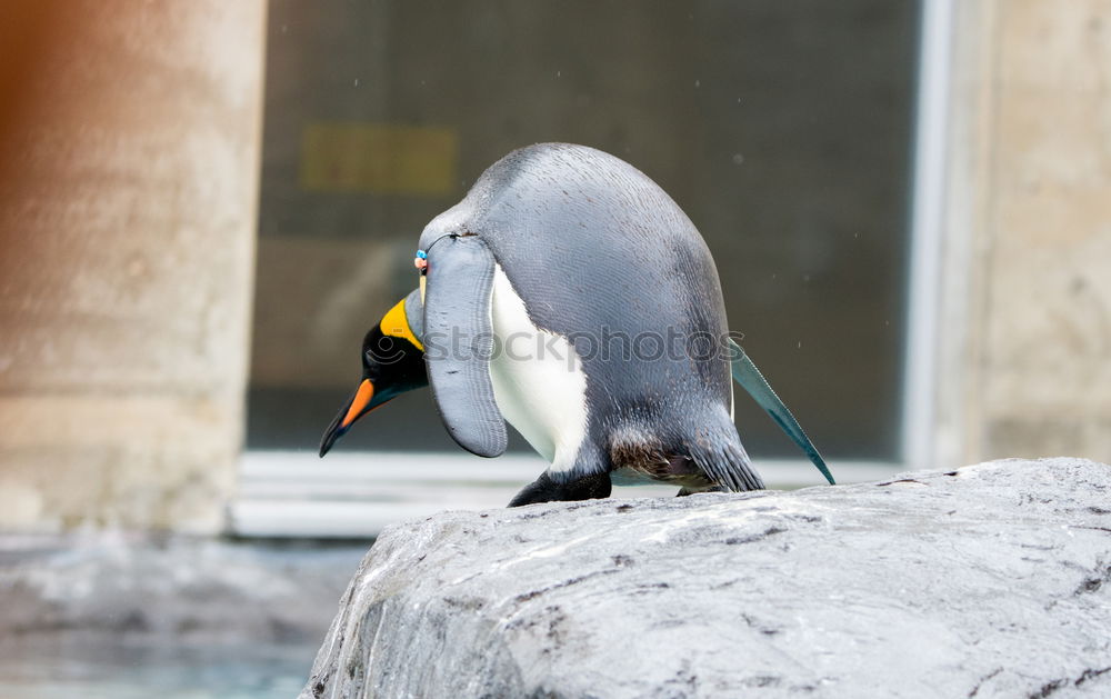 Similar – Image, Stock Photo parrot shower Animal Pet