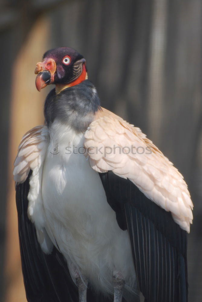 Similar – Gummi Füße Möwe Vogel