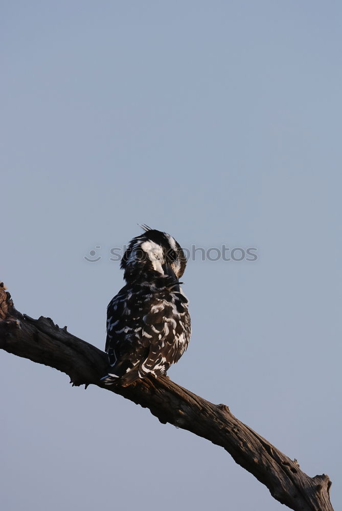 Similar – Image, Stock Photo Black feathered cattle Sky