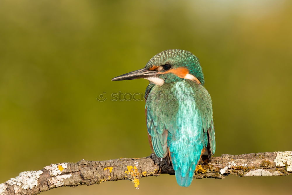 Similar – Kingfisher bird preening on a branch