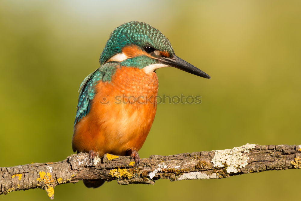 Similar – Kingfisher bird preening on a branch