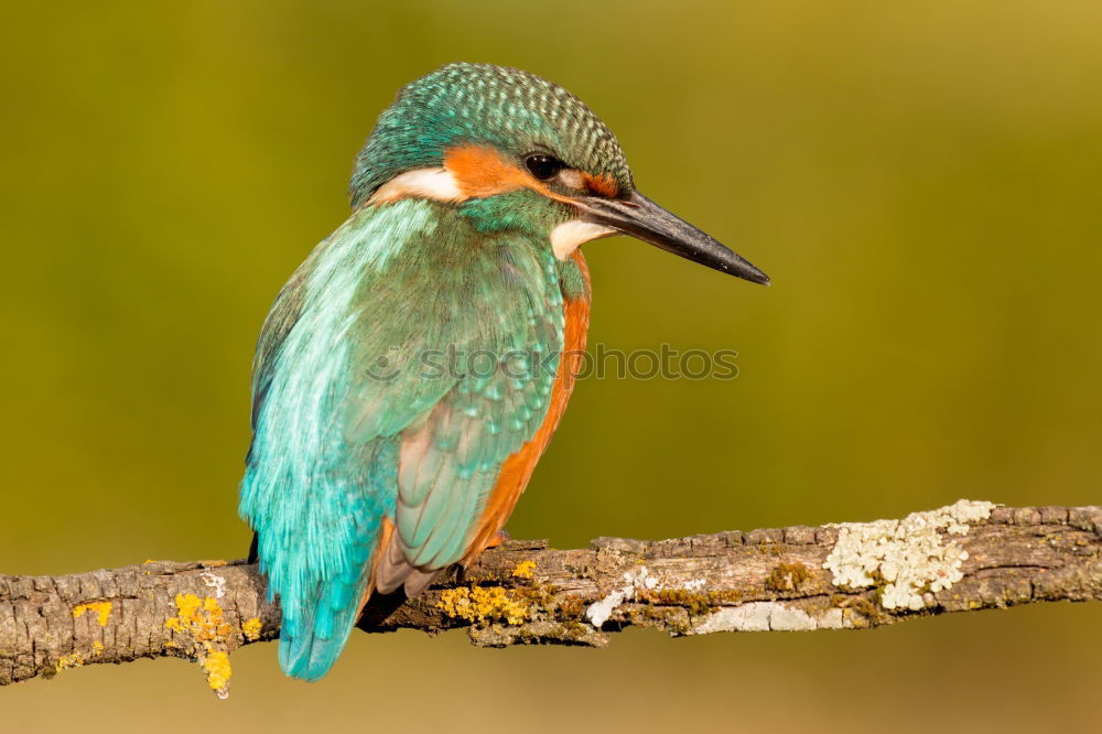 Similar – Kingfisher bird preening on a branch