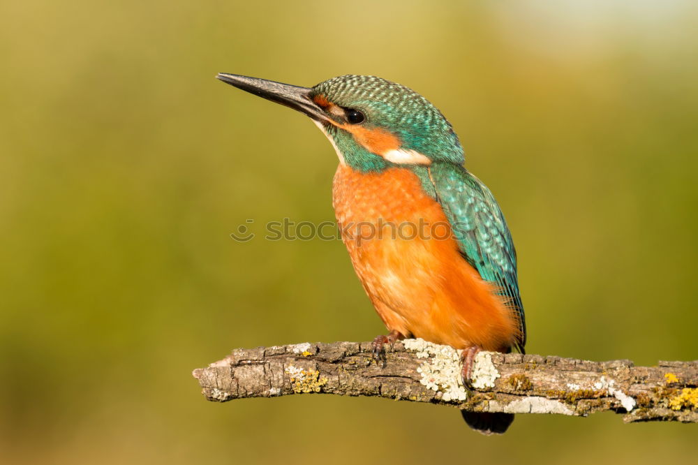 Similar – Kingfisher bird preening on a branch with a green background