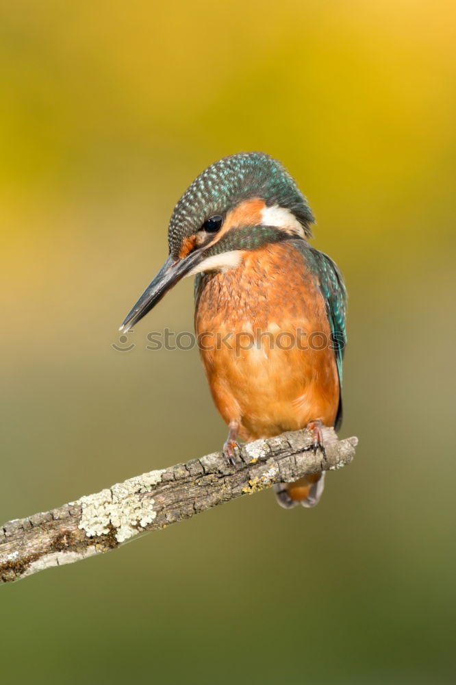 Similar – Colored kingfisher bird preening on a branch