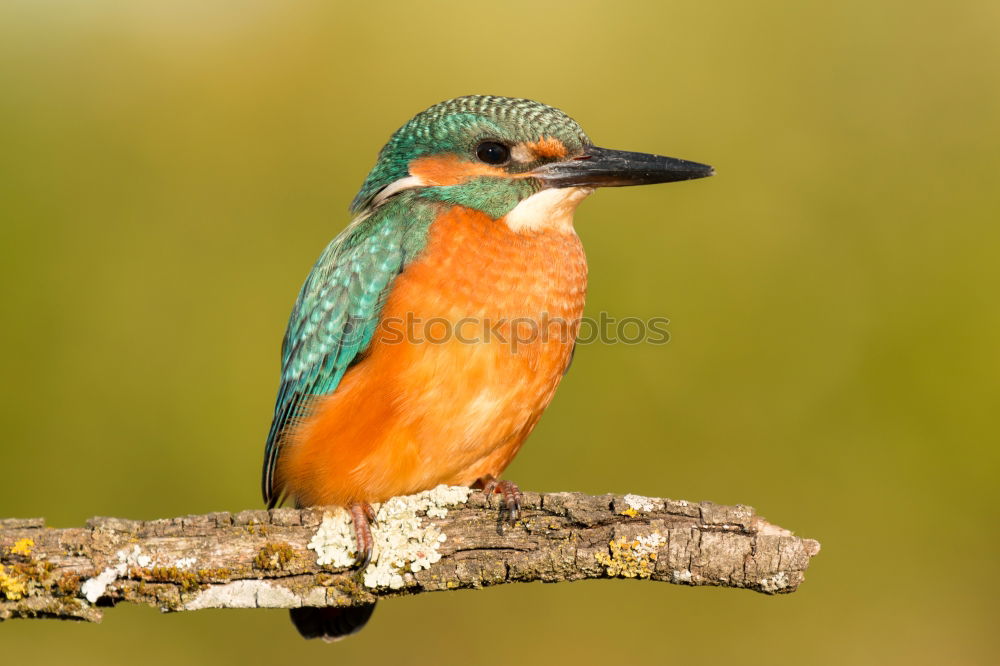 Kingfisher bird preening on a branch with a green background