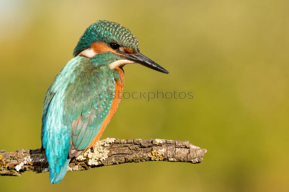 Kingfisher bird preening on a branch