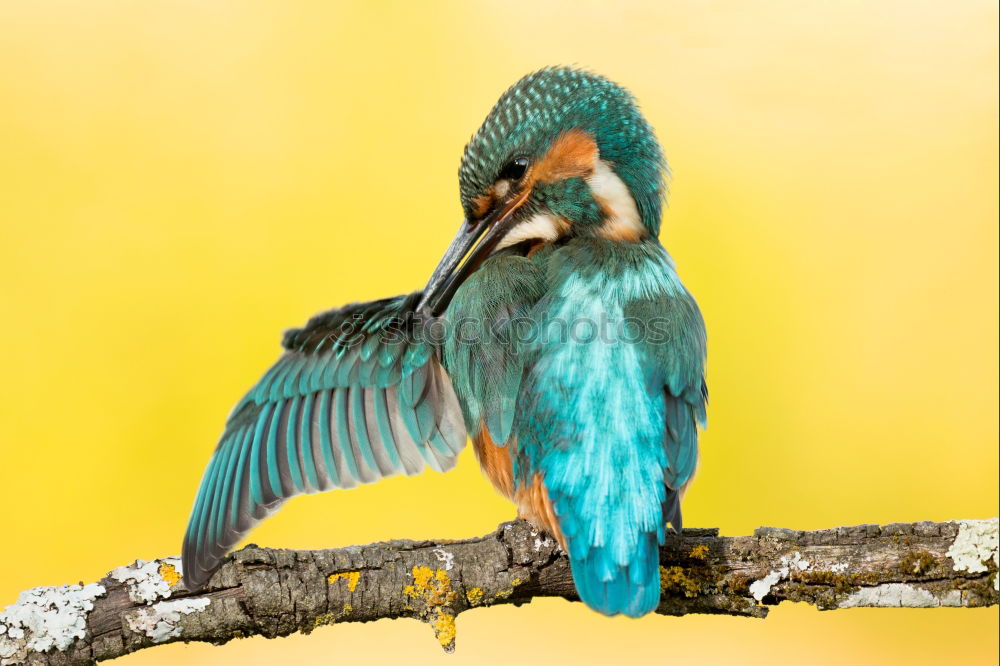 Similar – Kingfisher bird preening on a branch