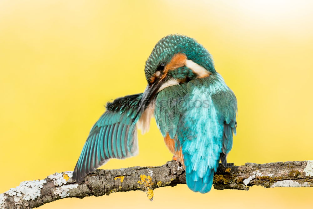 Similar – Kingfisher bird preening on a branch