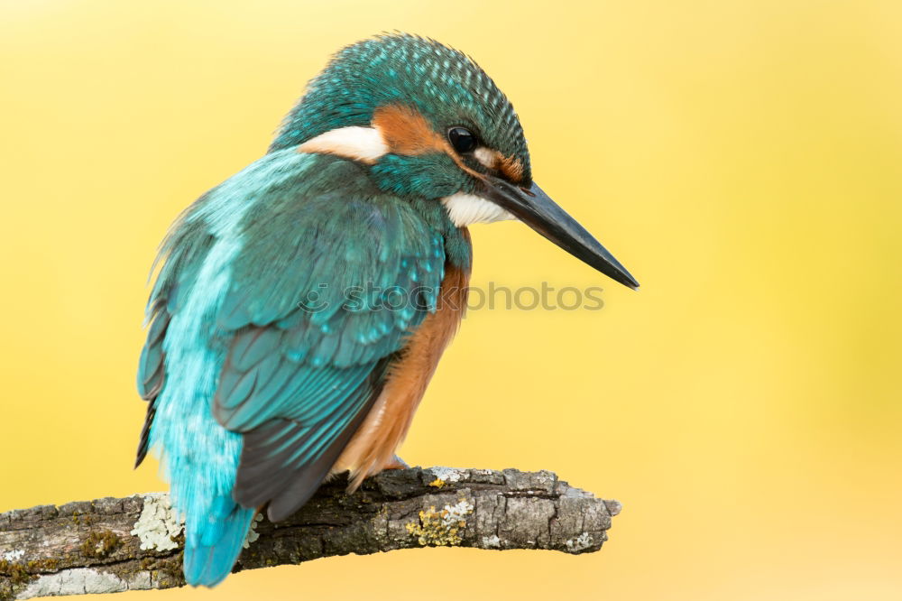 Similar – Kingfisher bird preening on a branch