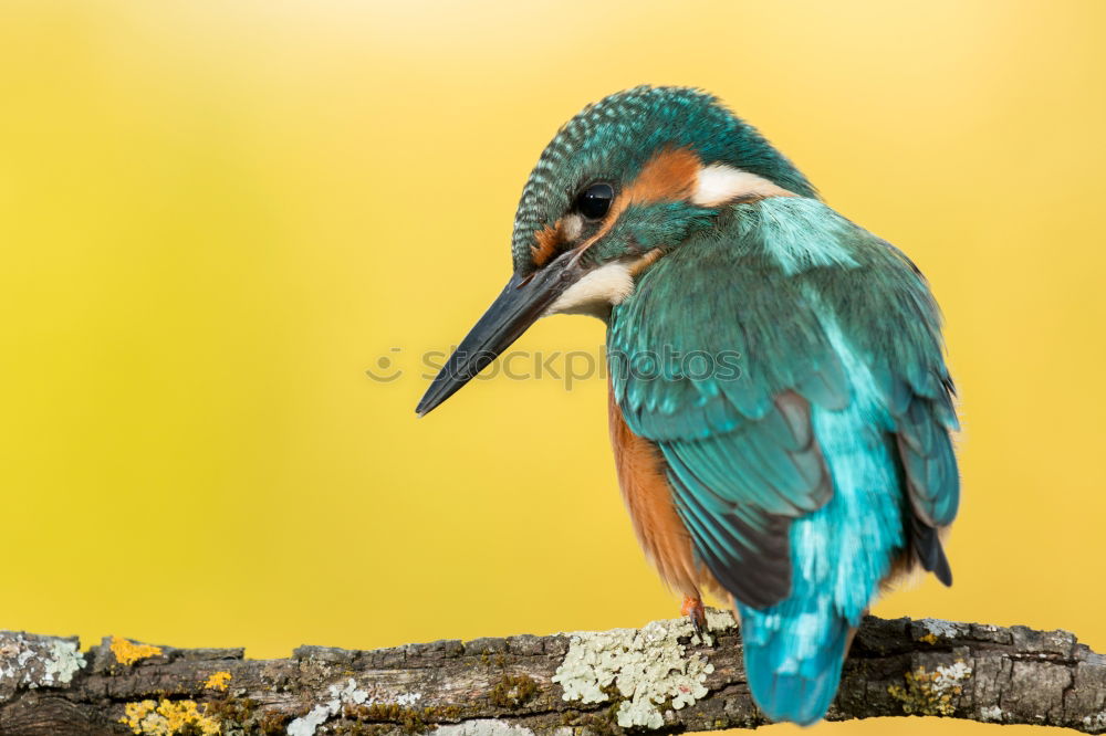 Similar – Kingfisher bird preening on a branch