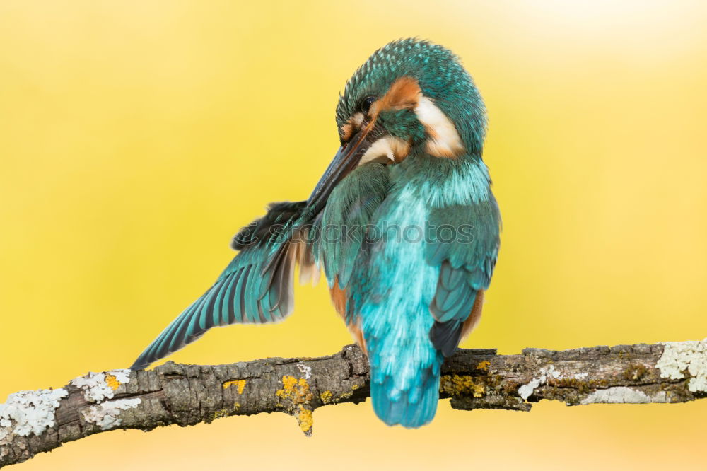 Similar – Kingfisher bird preening on a branch