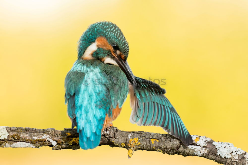 Similar – Kingfisher bird preening on a branch