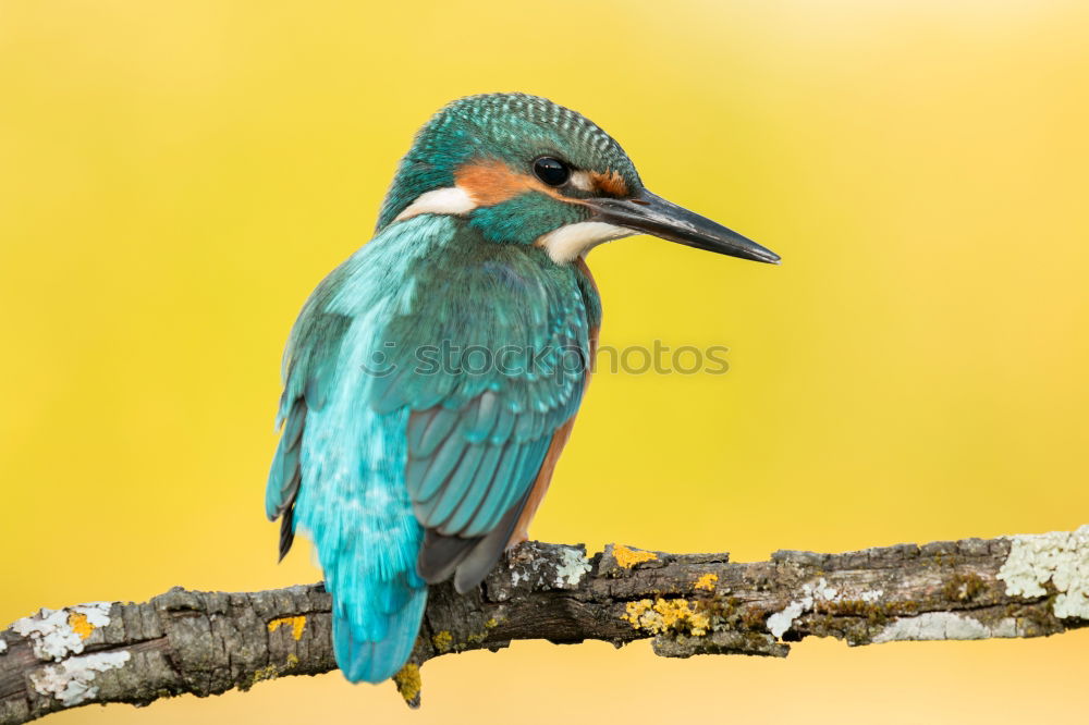 Similar – Kingfisher bird preening on a branch