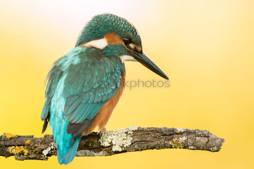 Similar – Kingfisher bird preening on a branch