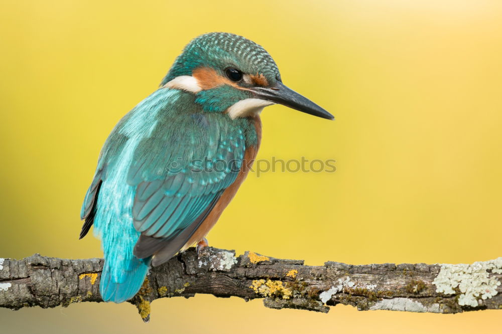 Kingfisher bird preening on a branch