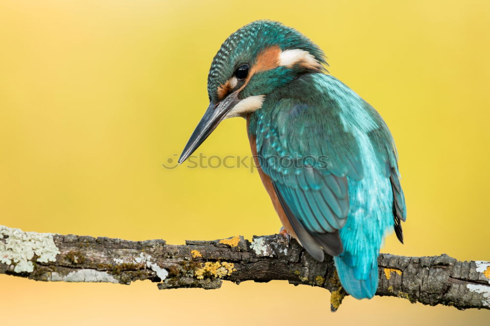 Similar – Kingfisher bird preening on a branch