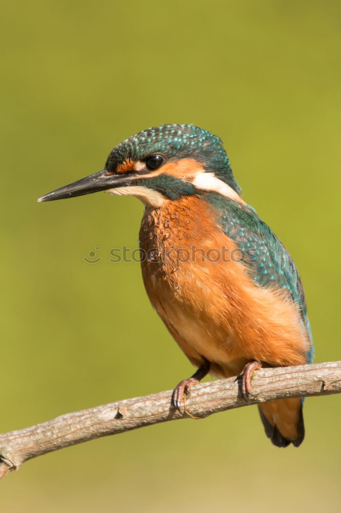 Similar – Colored kingfisher bird preening on a branch