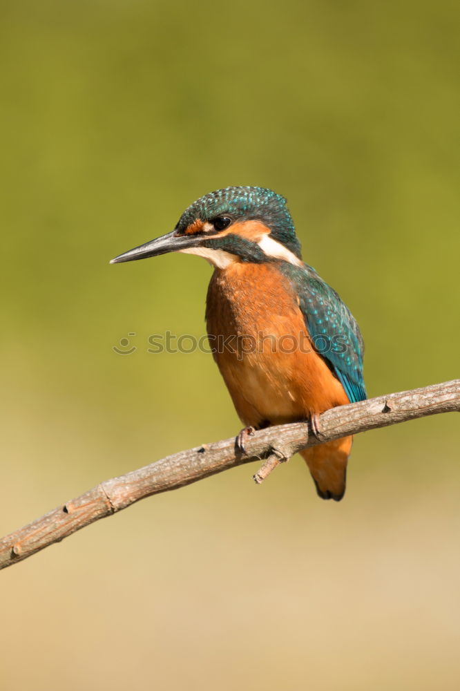 Similar – Colored kingfisher bird preening on a branch