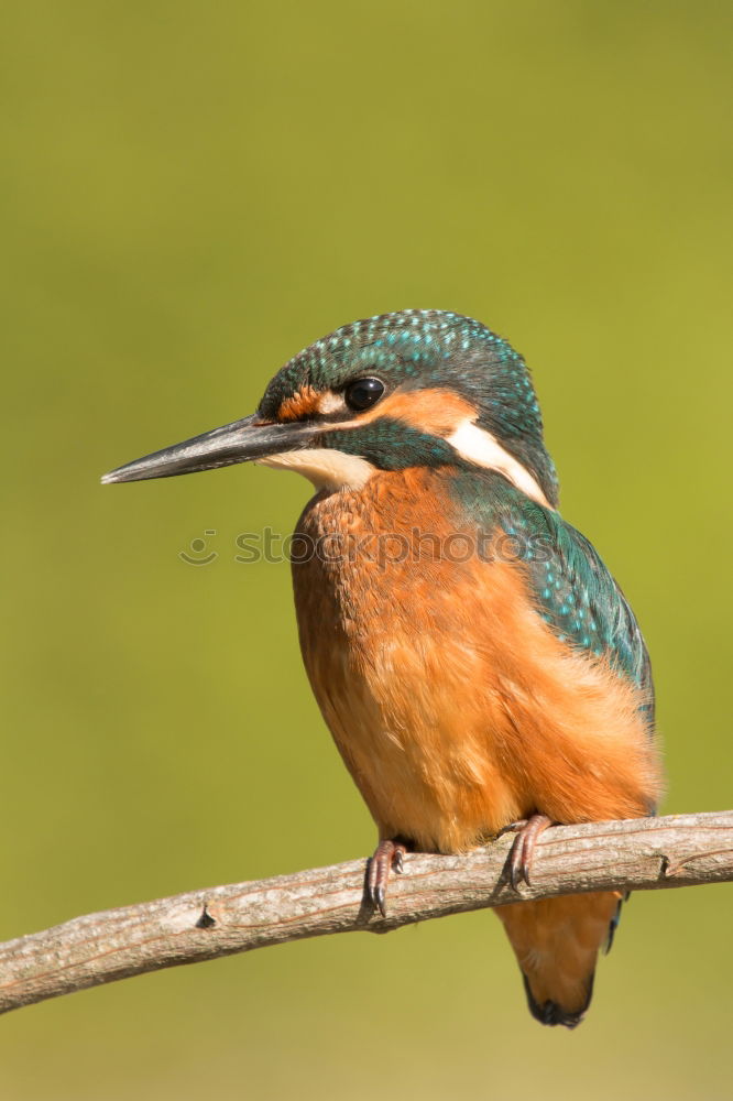 Similar – Colored kingfisher bird preening on a branch