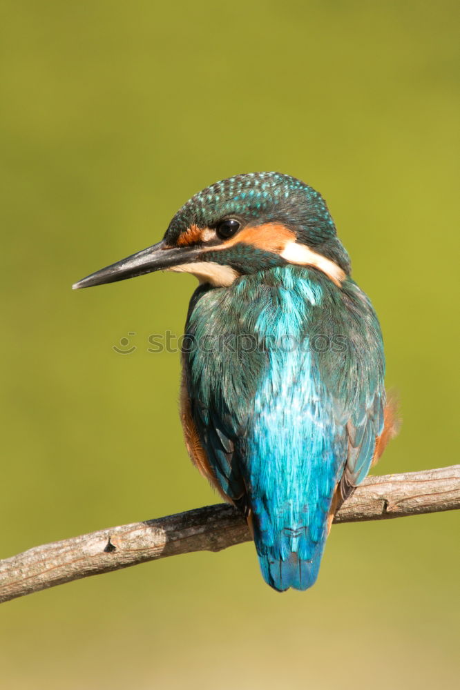 Similar – Kingfisher bird preening on a branch