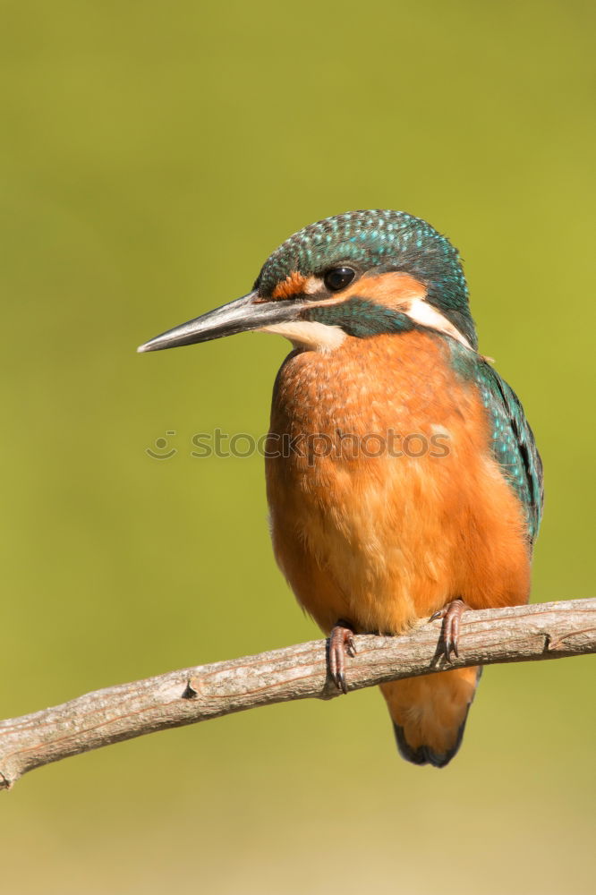 Similar – Colored kingfisher bird preening on a branch