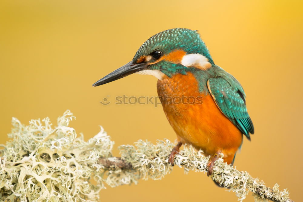 Similar – The Common Kingfisher