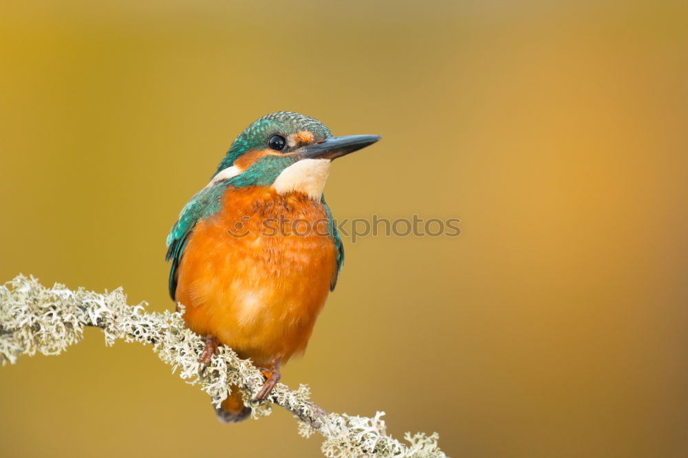 Similar – Kingfisher bird preening on a branch with a green background