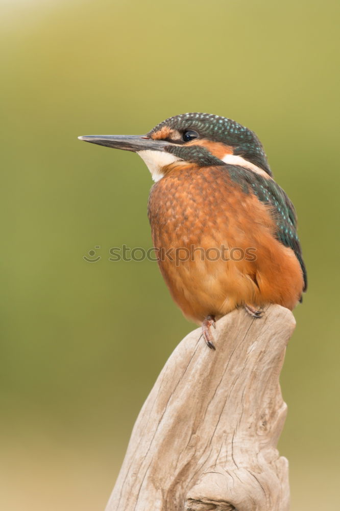 Similar – Colored kingfisher bird preening on a branch