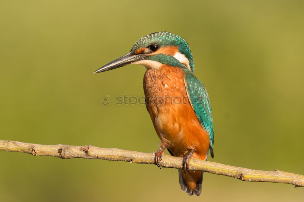 Similar – Kingfisher bird preening on a branch