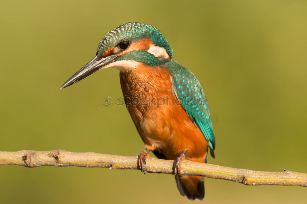 Similar – Kingfisher bird preening on a branch