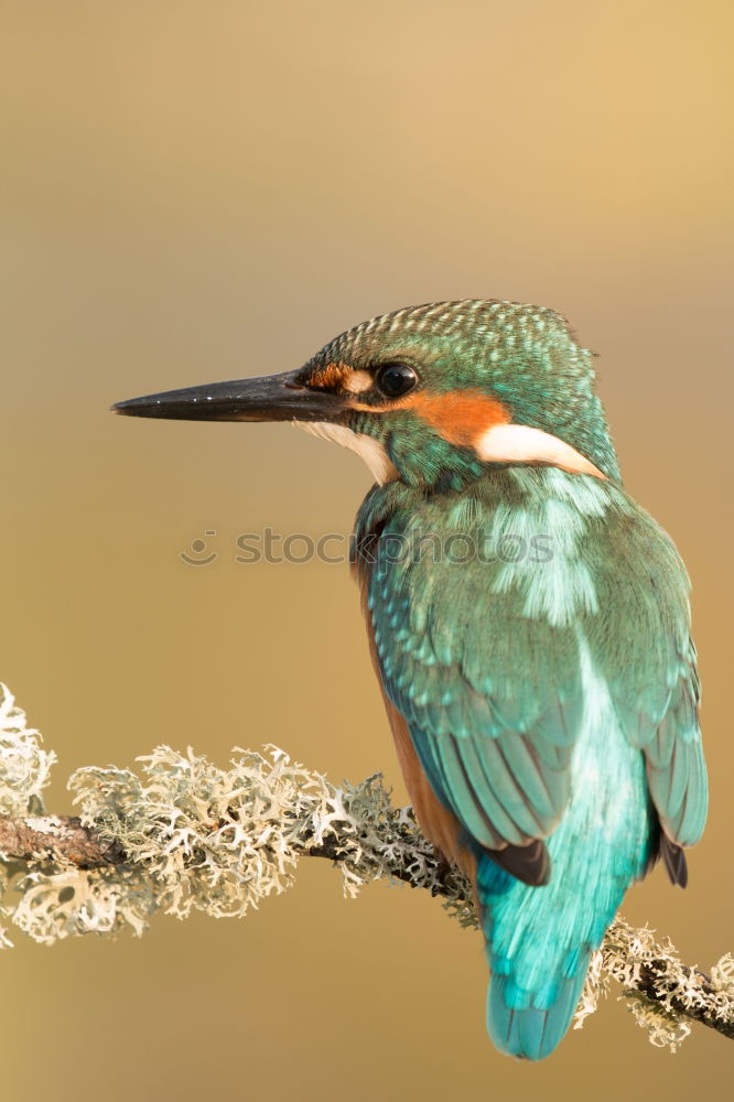 Similar – Colored kingfisher bird preening on a branch