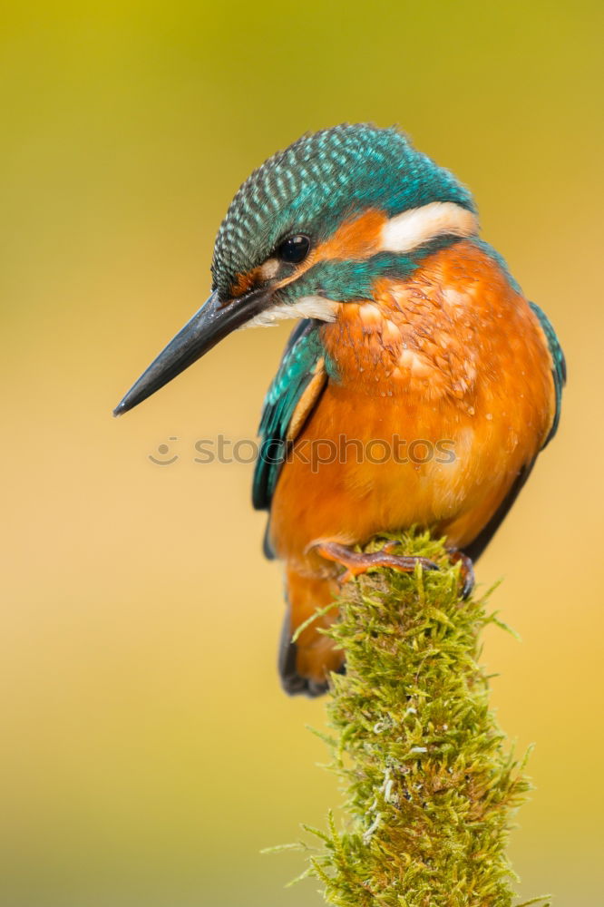 Similar – The Common Kingfisher