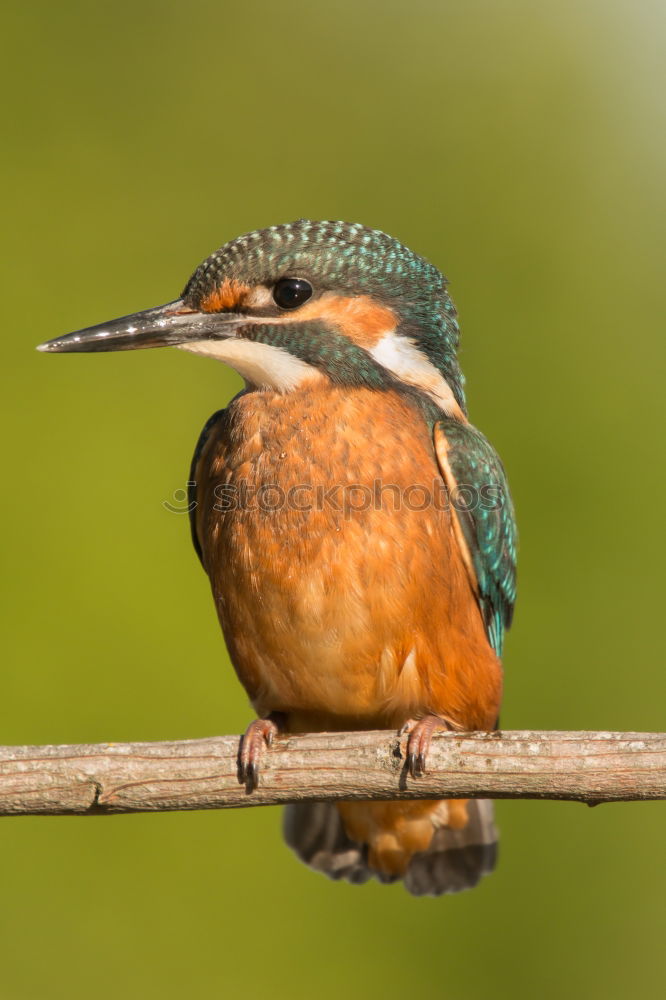 Similar – Colored kingfisher bird preening on a branch