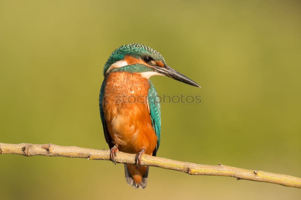 Similar – Kingfisher bird preening on a branch with a green background