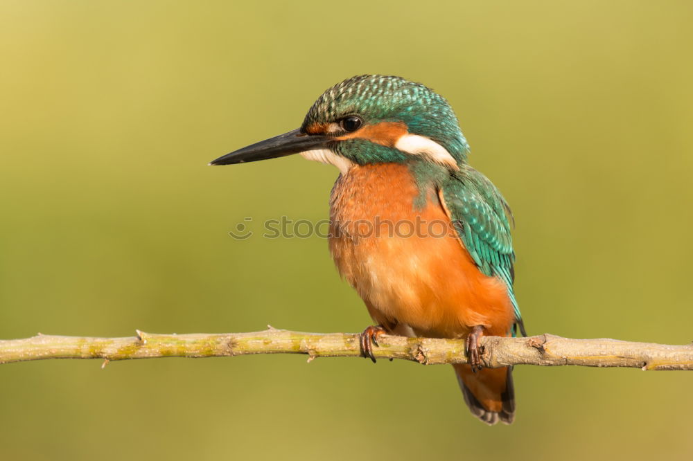 Similar – Kingfisher bird preening on a branch with a green background