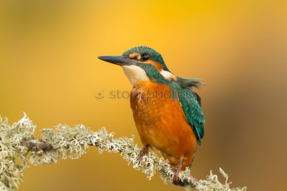 Similar – Kingfisher bird preening on a branch with a green background