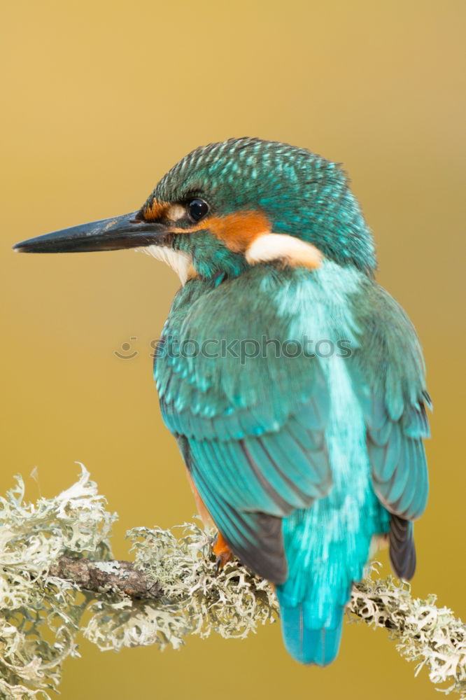 Similar – Kingfisher bird preening on a branch