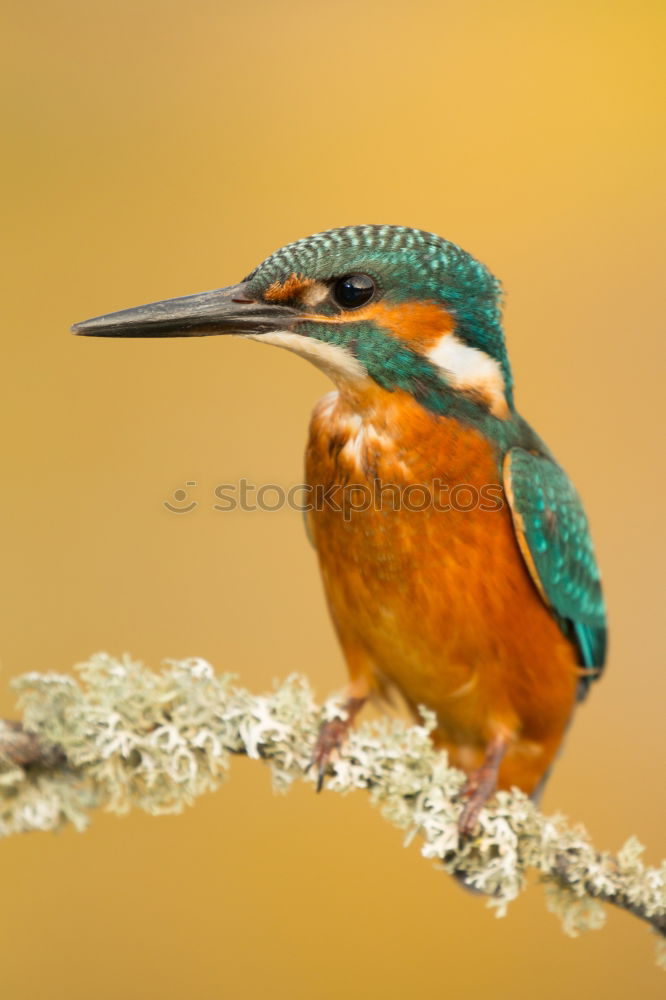 Similar – The Common Kingfisher