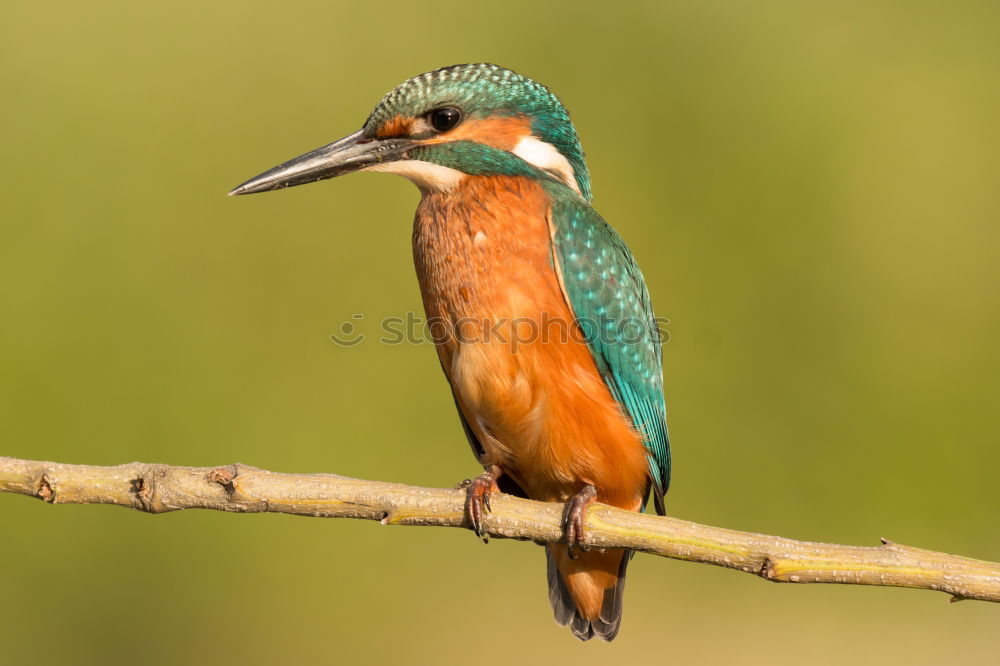 Similar – Kingfisher bird preening on a branch